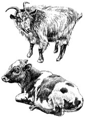 Monochrome illustration with cow and goat.