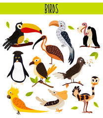 Set of Cute cartoon Animals birds living in different corners of the planet the forests and the jungles. Toucan, vulture, parrot, penguin, ostrich, EMU, cockatoo, Pelican, Nightingale Vector
