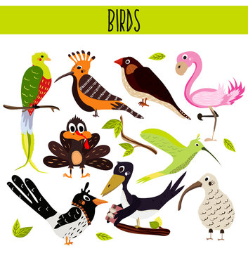 Set of Cute cartoon Animals birds living in different corners of the planet the forests and the jungles. Flamingo, kiwi, magpie, crow, upupa, Hummingbird, Turkey.Vector