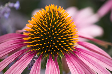 Sonnenhut (Echinacea)