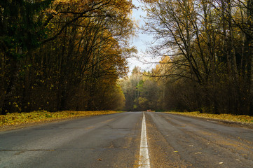 road in autumn landscape, forest, fall