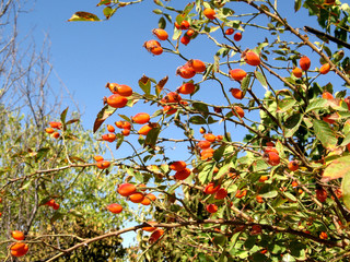 Uzbekistan Mayskiy the dogrose 2007