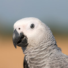 Fototapeta premium Face of Parrot