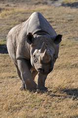 White Rhinoceros closeup