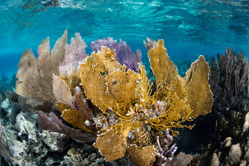 Naklejka na ściany i meble Caribbean Sea Fans and Corals