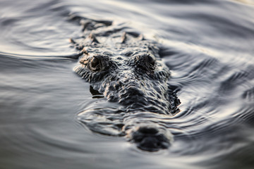 Crocodile Laying in Water