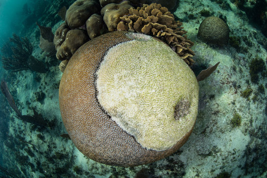 Disease Killing Coral Colony