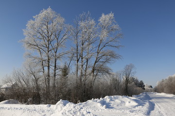 Деревья в инее зимним днем