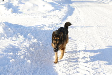 Собака немецкая овчарка, идущая по дороге зимним солнечным днем