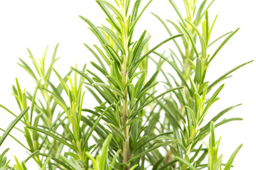 Obraz premium Branches of rosemary on a white background