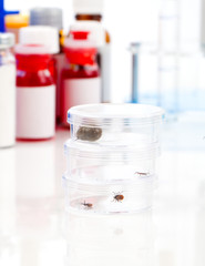 Tick (Ixodes ricinus)