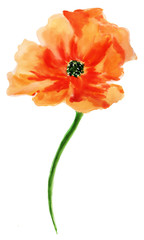 Orange poppy. Watercolor painting, isolated on white background