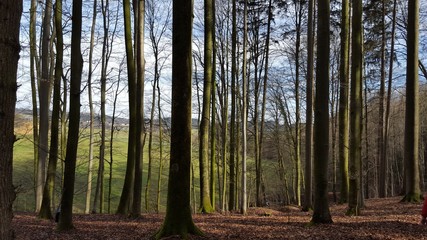 Wald