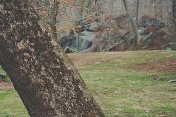 Tree in the Park