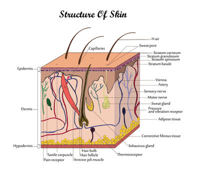 Vector structure of skin