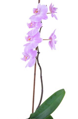 tender lilac orchid