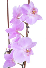 tender lilac orchid closeup