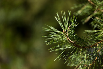 Kiefernzweig im Frühling