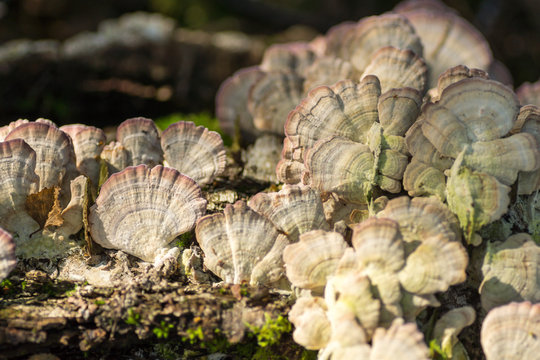  Polypore Mushroom on a birch.