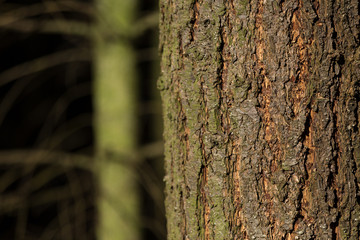 Obraz premium Baumrinde