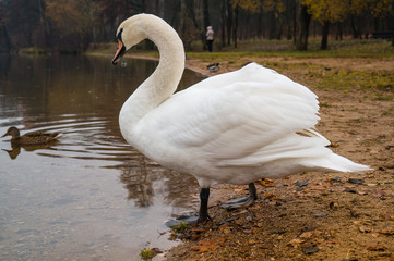 Swan on the background of the autumn lake
