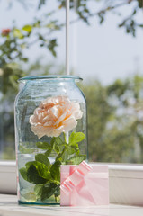 Blooming rose in glass jar and pink card near window