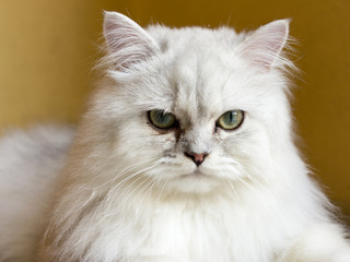 Chinchilla Persian cat