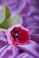 Pink tulip on purple satin fabric folds