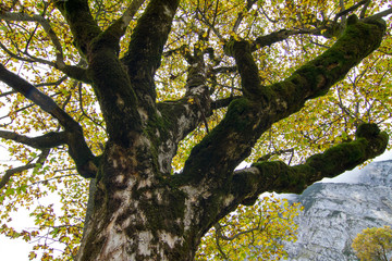 maple tree