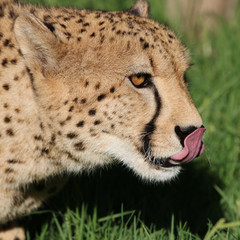 Gepard in Südafrika