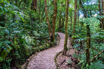Naklejka premium Walking Trail in Cloudforest - Costa Rica