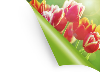 Ecke mit Tulpen