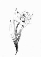 beautiful flower daffodil