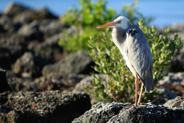 Grey Heron