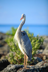 Grey Heron