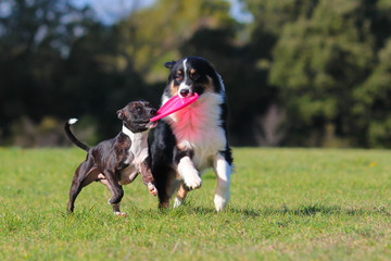two dogs playsing frisbee