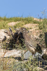 Roadrunner