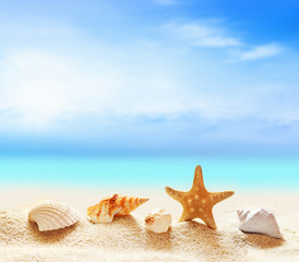 Fototapeta na wymiar seashells on the sandy beach
