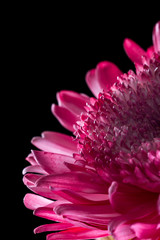 macro of a chrysanthemum