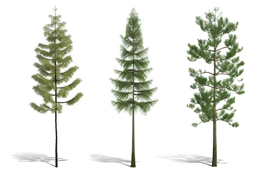 3d Tree Render On White Background