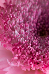 macro of a chrysanthemum