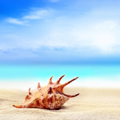 Seashell on the sandy beach 