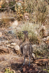 Roadrunner