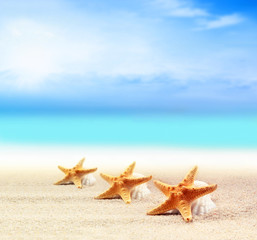 Fototapeta na wymiar seashells on the sandy beach 