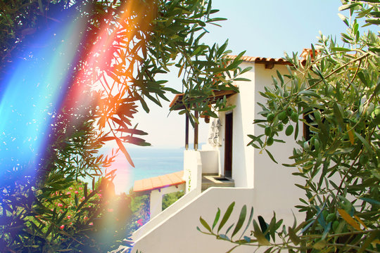 Idyllic Greek house by the sea , between olive trees. Light leaks film camera effect