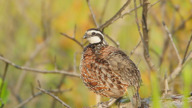 4K Florida Bobwhite (Colinus virginianus floridanus) - Male Preening 1