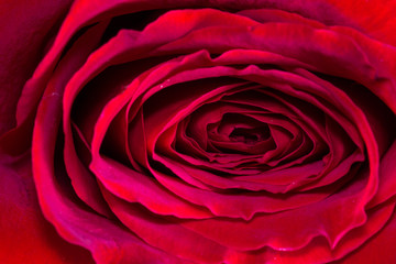red rose bud background