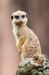 Erdmännchen / meerkat / suricate