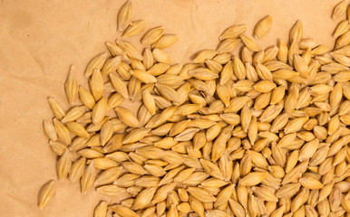 barley grain background