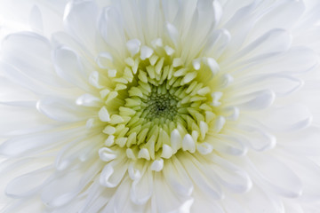 macro of a white Chrysanthemum